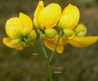  Inflorescence